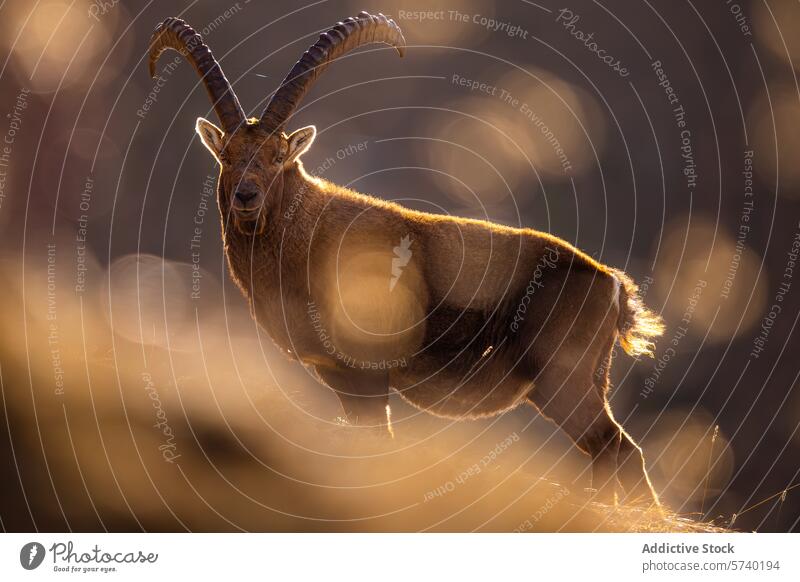 A majestic Alpine Ibex backlit by the golden rays of the setting sun, showcasing its impressive horns and serene gaze ibex alpine wildlife mountain nature