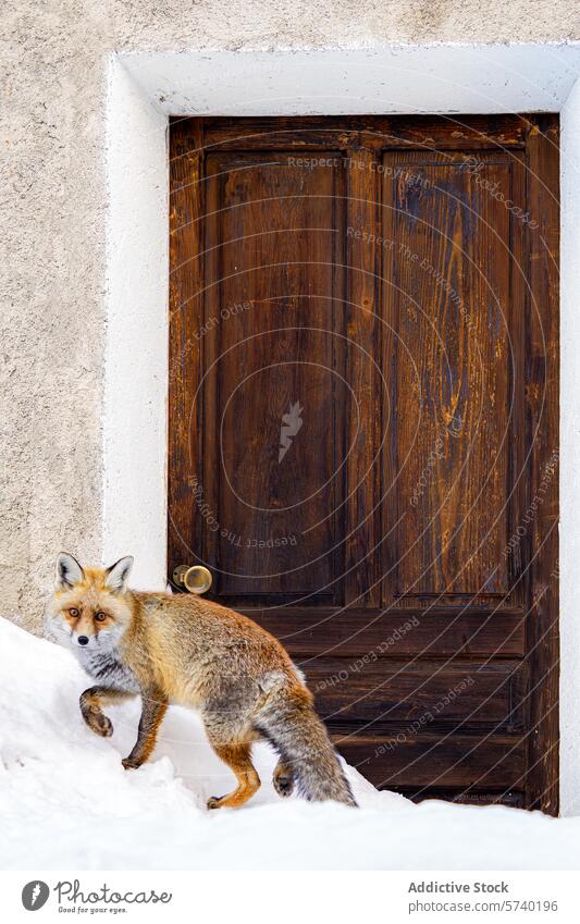 A vigilant red fox stands in the snow, casting a cautious glance while poised next to a rustic wooden door, creating a charming contrast between wildlife and human habitation