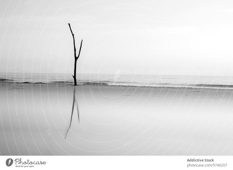 An evocative monochrome capture of a single tree standing against the vastness of the seashore at Delta del Ebro, mirrored in water serenity reflection