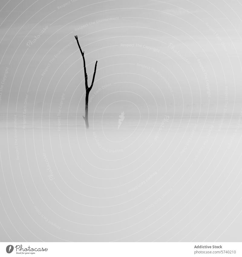 A lone, stark tree stands in serene mist, offering a minimalist and tranquil scene at the Delta del Ebro water simplicity nature calm peaceful reflection
