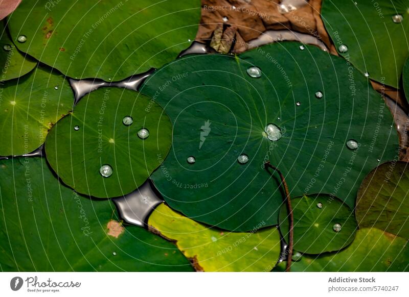 Water droplet on a vibrant lotus leaf water green close-up nature macro fresh purity plant aquatic flora garden pond botanical wet reflection tranquil zen
