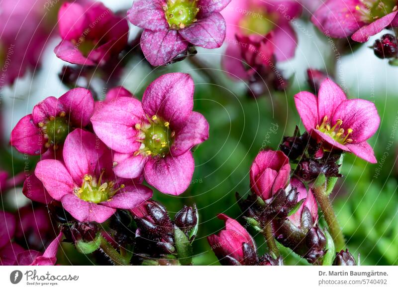 Moss saxifrage, Saxifraga x arendsii, red-flowering cushion perennial Hybrids Garden form cushion pond red-blooded shrub of small stature Saxifragaceae