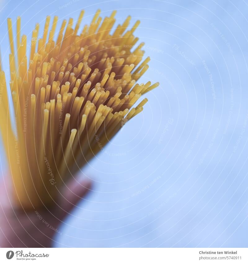 Hold uncooked spaghetti in your hand Spaghetti Noodles pasta Nutrition Food Italian Food Vegetarian diet Dough Delicious Durum wheat pasta Lunch Dinner Close-up