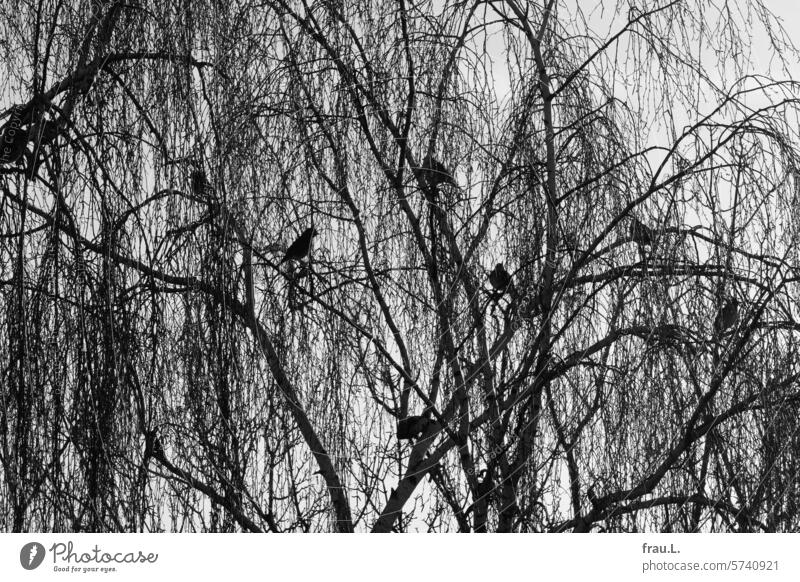 Birch and thrushes Winter Tree Bleak Gray Sky Branch Branchage Day birds Chokes meeting Bird Treetop Assembly Sit Passerine Bird