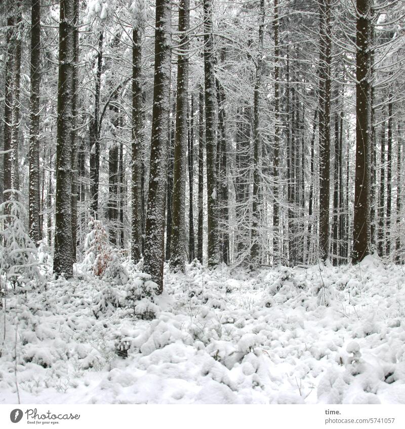 winter forest Winter Snow Cold Landscape Freeze Nature trees Tree Undergrowth coniferous snowy Environment