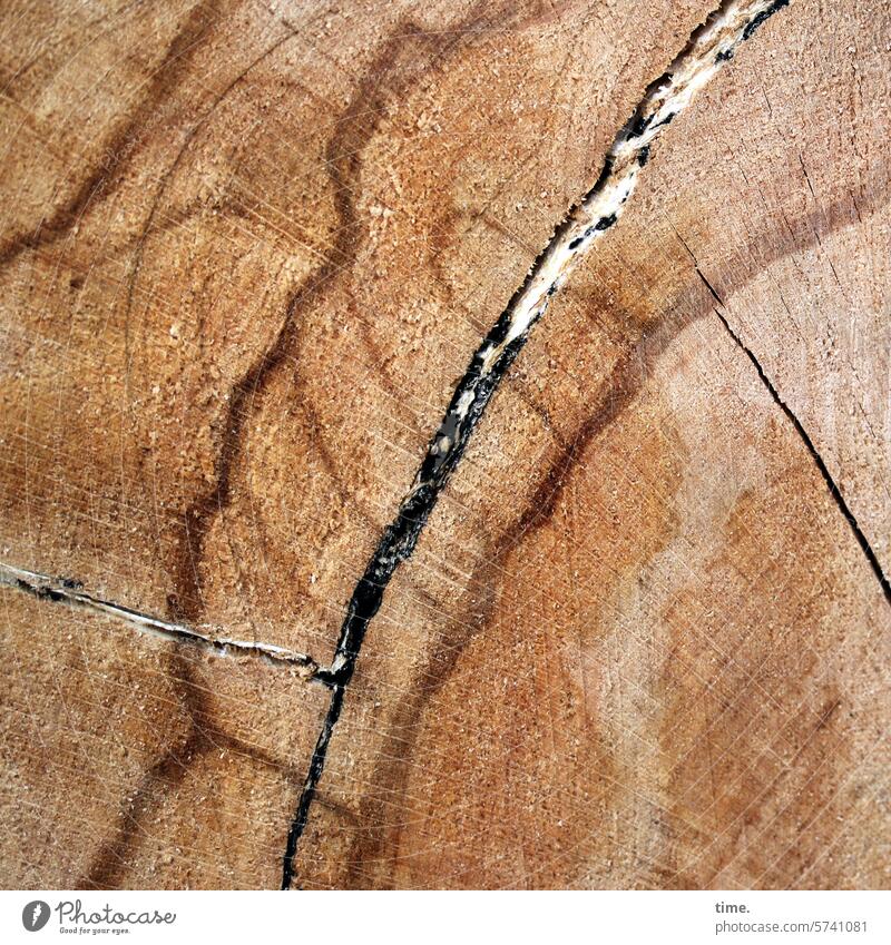 Lifelines .166 Wood Tree Log Pattern Complex structure fragile detail partial view Impact Crack & Rip & Tear Annual ring Tree trunk Forestry