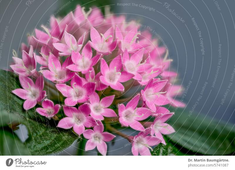 Pentas lanceolata (Forssk.) Deflers, Star of Egypt, Rubiaceae Reddish plants inflorescence blossoms Tropical Plant Blossom Houseplant Blossoming