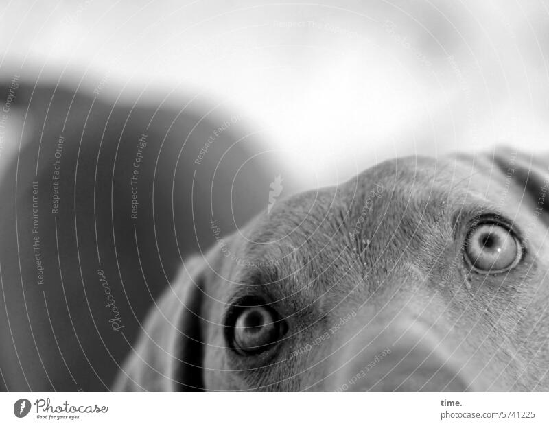 in the eye of the beholder Dog doggy eyes Observe Focus on observantly vigilantly Animal animal portrait Pet Curiosity Looking Animal face