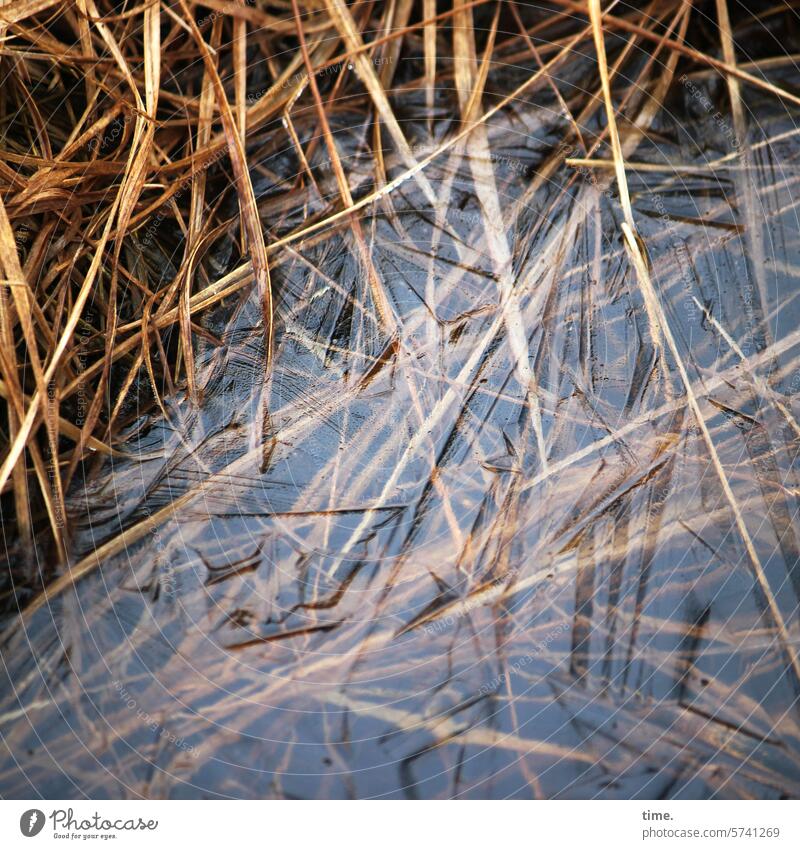 Lifelines .167 Pattern Complex structure fragile detail partial view Structures and shapes Environment Nature Material Brown Bog Water Grass underwater Wet Damp