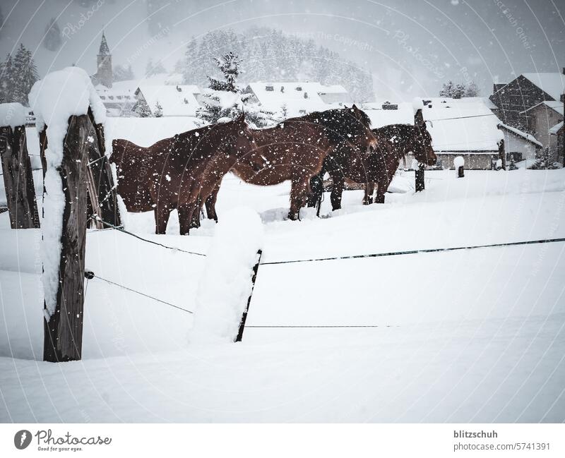 Horses in the snow in the mountains Animal Nature Farm Landscape Rural Willow tree Pasture use Outdoors rural scene animal world Animal motifs Snow Winter