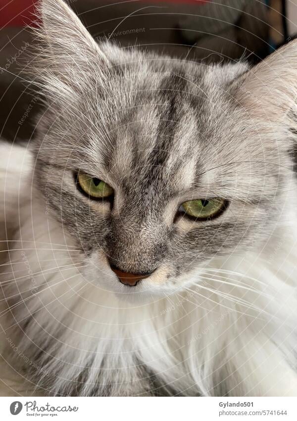 Portrait of a siberian cat observing eyes ears staring green portrait face tabby furry feline domestic pet cute beautiful animal white grey fluffy gorgeous