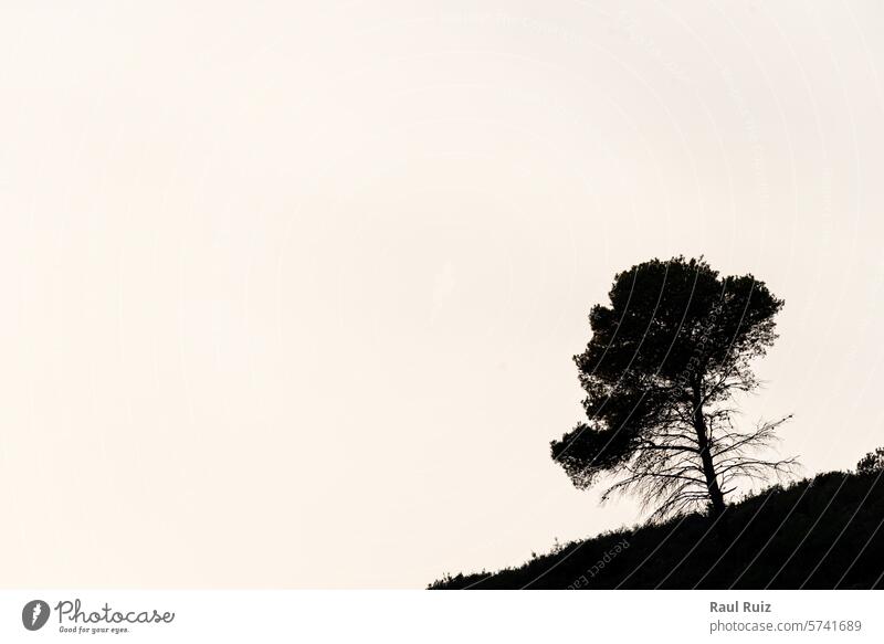 Mountain Silhouette: Pine Tree Silhouette Against Overexposed Sky. White Space Contrast Nature Landscape Silhouette photography Mountain scenery