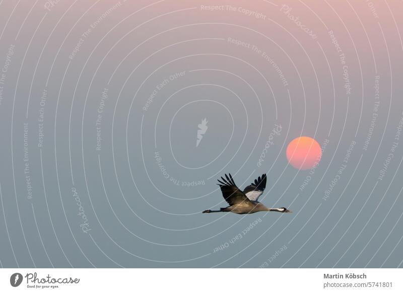 Cranes fly in the sky in front of the moon. Migratory birds on the Darss. Wildlife field forest ornithologist animal season adventure landscape migratory fall