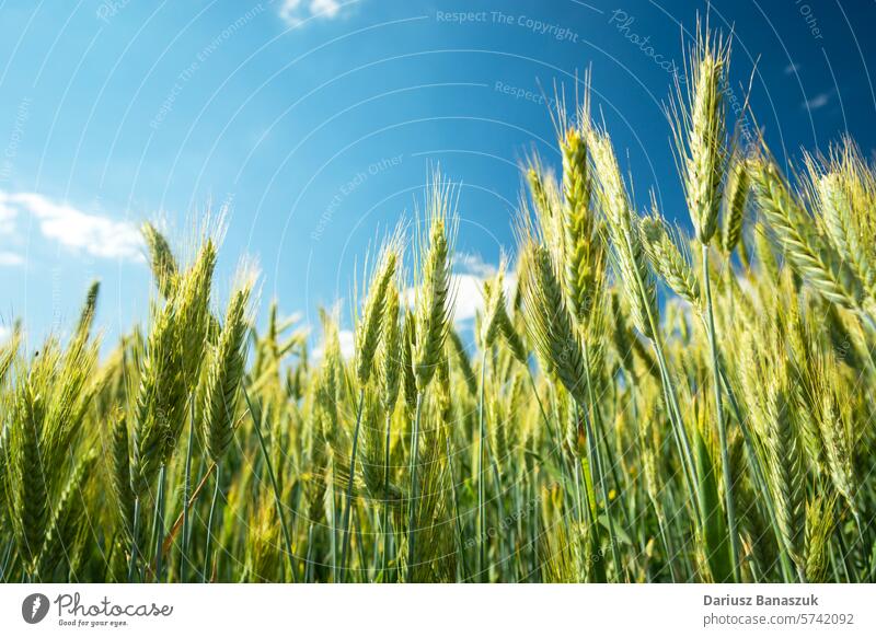 Green and yellow ears of triticale against the sky cereal grain field green growth wheat rye hybrid organic agriculture closeup plant gold harvest rural blue