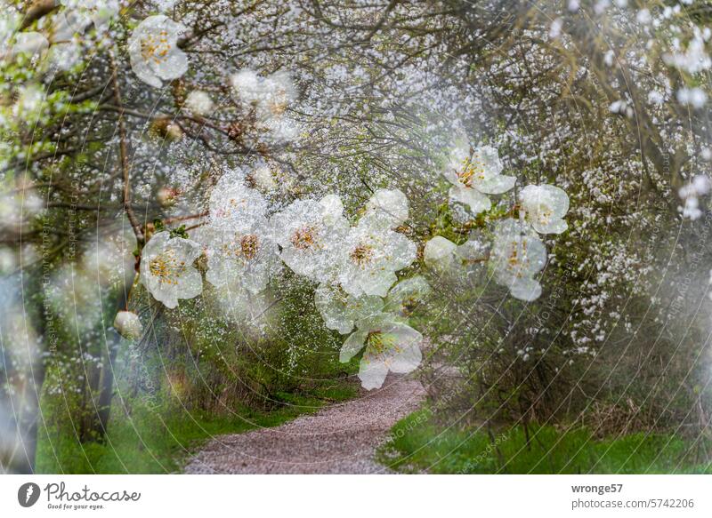 Mirabelle plums in bloom along a country lane through the Börde fruit tree blossom Spring Spring fever Blossom Nature Blossoming Exterior shot Colour photo