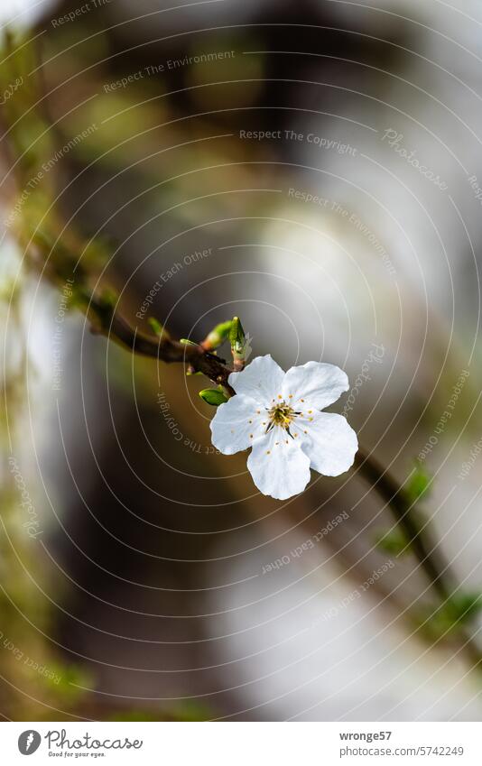 minimalist Mirabelle Blossom Individual Minimalistic Spring Spring fever spring awakening Nature Blossoming Spring day naturally Exterior shot Close-up