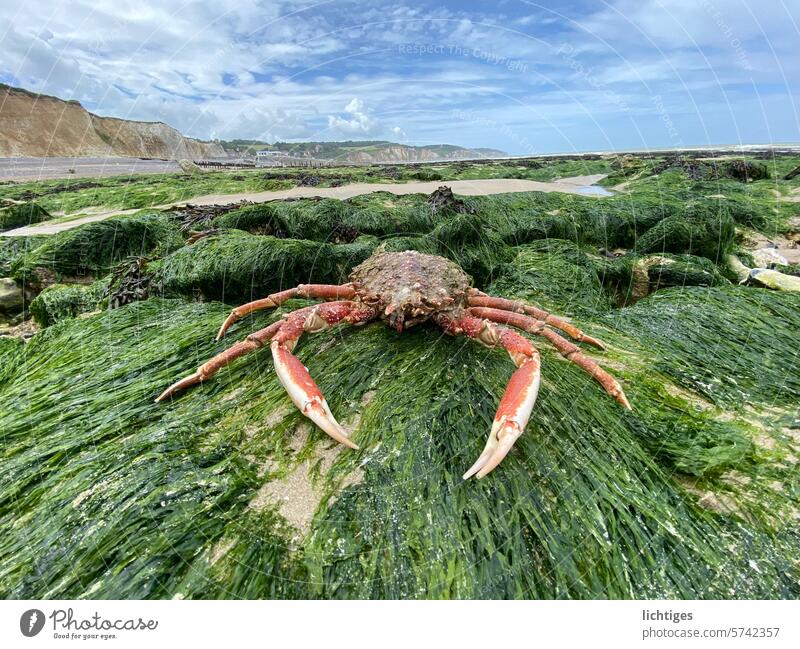 Coastal animal - crab on seaweed stones On the coast of Normandy Shrimp Cancer Algae Ocean Horizon Rock