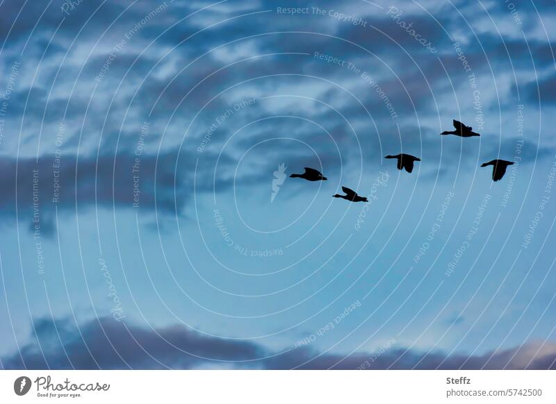 Wild geese at the blue hour wild geese goose flight Migratory birds Flight of the birds Flock of birds silhouettes Geese in flight goose birds Birds fly