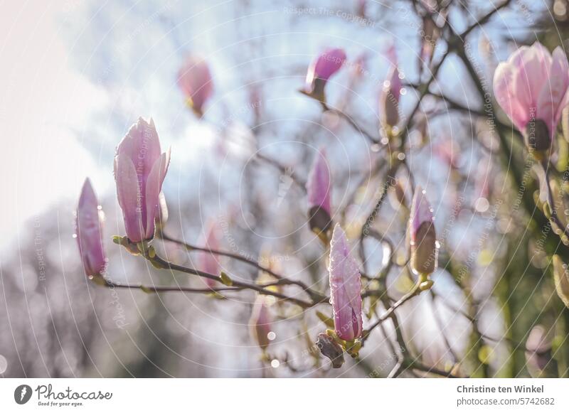 The pink flowers of the magnolia glisten in the sunlight after the rain Magnolia blossom Magnolia tree Magnolia plants Spring Tulip Magnolia