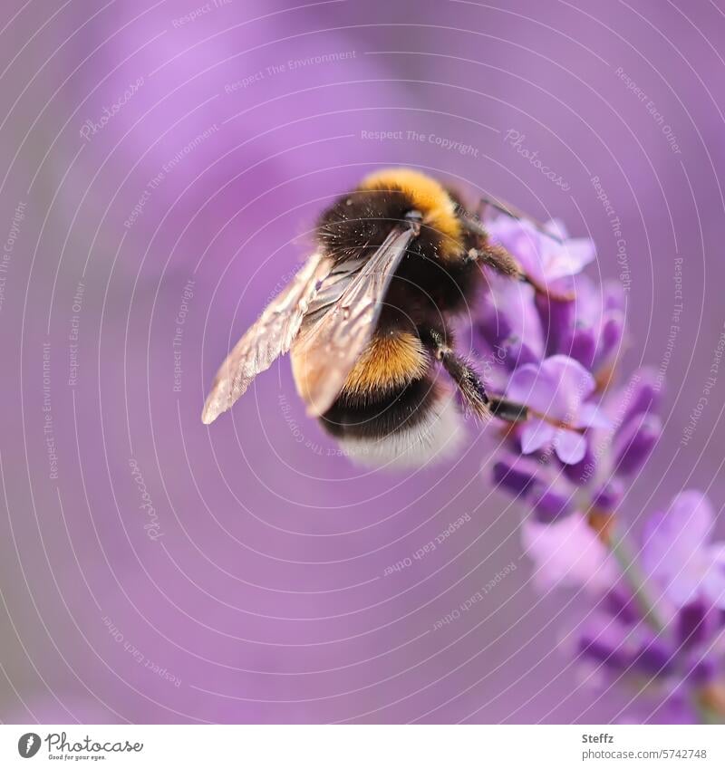 a bumblebee on a lavender flower Bumble bee Bumblebee on blossom Lavender lavender blossom Lavender flower Insect Violet purple Flower Blossom medicinal plant
