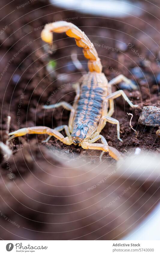 A scorpion in a defensive stance with its tail raised, ready to strike, set against a backdrop of rich soil defense arachnid close-up detail nature wildlife