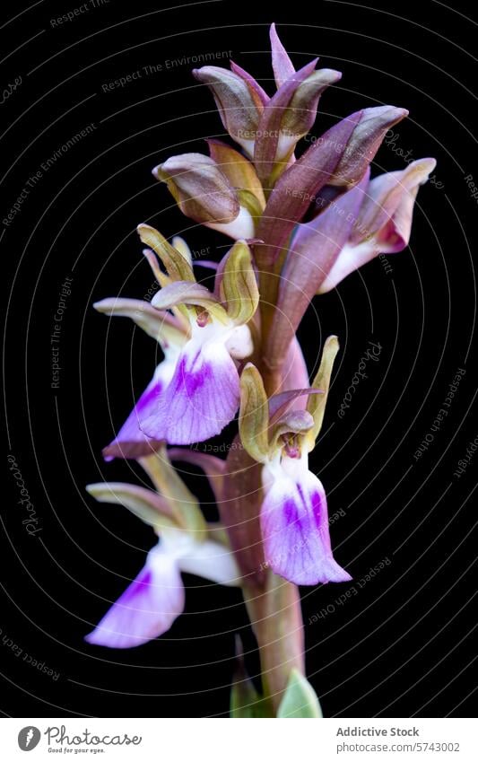 A stunning wild orchid against a black background, highlighting its delicate pink and purple petals flower isolated elegant flora bloom botanical nature beauty