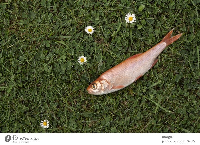 Meadow fish: A dead fish on a meadow with daisies Food Meat Fish Seafood Nutrition Healthy Nature Plant Flower Grass Foliage plant Daisy Grass surface Garden