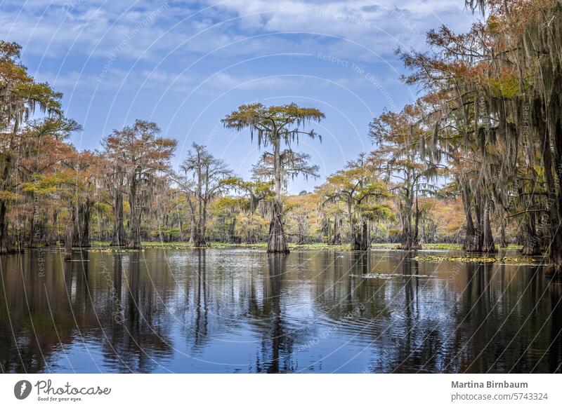 The beauty of the Caddo Lake with trees and their reflections at sunrise texas lake caddo caddo lake state park landscape travel outdoor cypress nature water