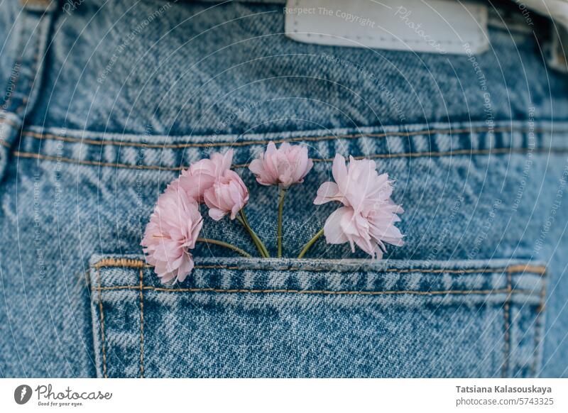 Pink Japanese cherry blossoms in the back pocket of women's jeans floral denim pants trousers blue purple flowers blooming spring pink background beautiful
