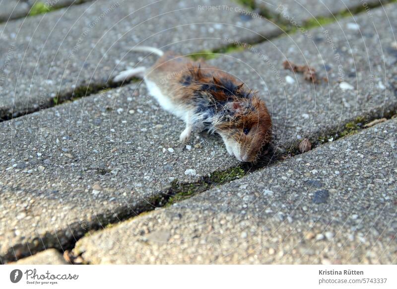 small dead bank vole Mouse rodent Mammal Death as dead as a doornail Nature naturally pass away Transience inanimate Sacrifice Prey Animal Ground out