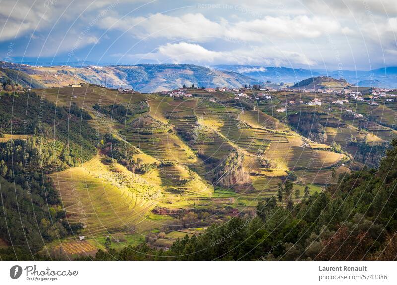 The Douro valley with the vineyards of the terraced fields, Portugal Norte agriculture beautiful douro douro valley farm green hill landscape mountain nature