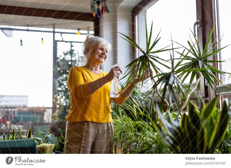 Senior woman taking care of houseplants at home people casual day portrait indoors real people white people adult mature retired old one person lifestyle senior