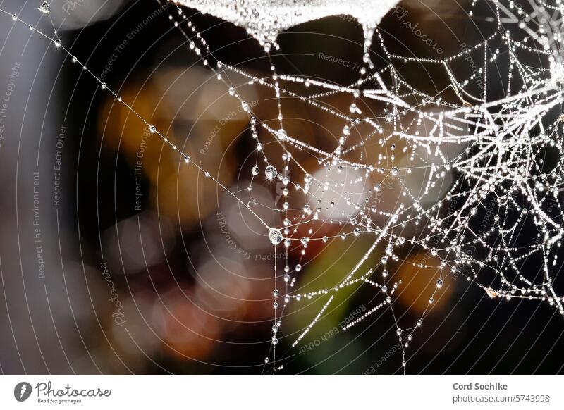 Spider web with dew drops Net morning dew Spider's web