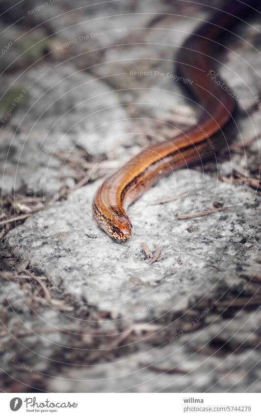 Blind date with a slow worm Slow worm creep Saurians Reptiles Paving stone anguis fragilis