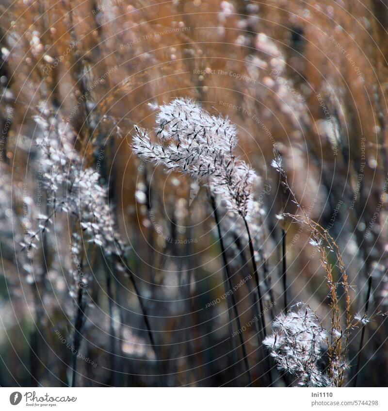 Ripe seeds of the reed Nature Winter Transience Water's edge Marsh plant Plant Common Reed ornamental Seed head ripe seeds tattered white silvery