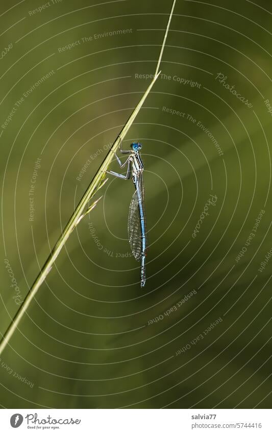 Dragonfly in the green blade of grass Green Insect Close-up Macro (Extreme close-up) Animal Nature 1 Colour photo Dragonfly wing Grand piano Sit Deserted rest