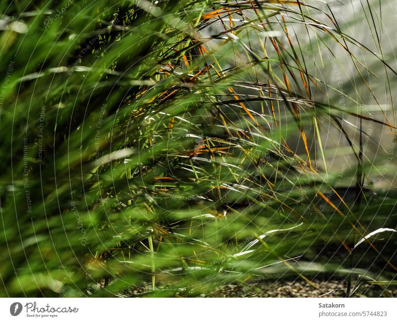 Long blades of grass are overgrown along the walkway garden plant background closeup leaf nature green sunlight outdoor meadow morning lawn natural outdoors