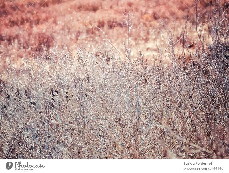 leafless shrubs at the edge of bog bushes trees pattern nature warm tones outdoors landscape wild natural wetlands nova scotia canada climate climate change