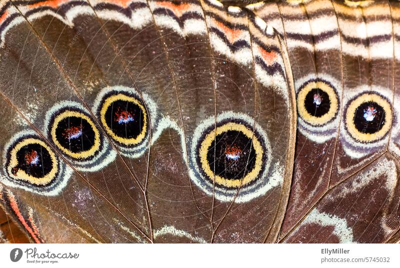 Blue morpho butterfly - Butterfly up close blue Morphof age Grand piano butterfly wings Insect Wing pattern butterflies exotic butterfly