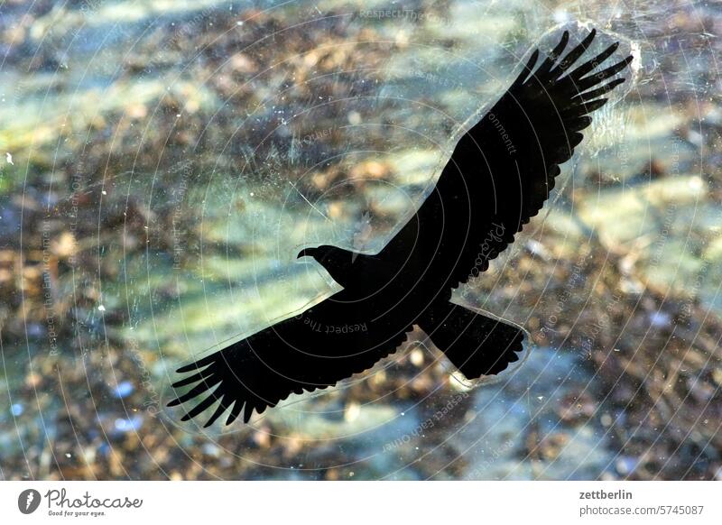 Bird of prey (sticker) bird of prey Eagle Hawk flight picture Silhouette stickers Glass Slice Pane outline Animal decoration Decoration