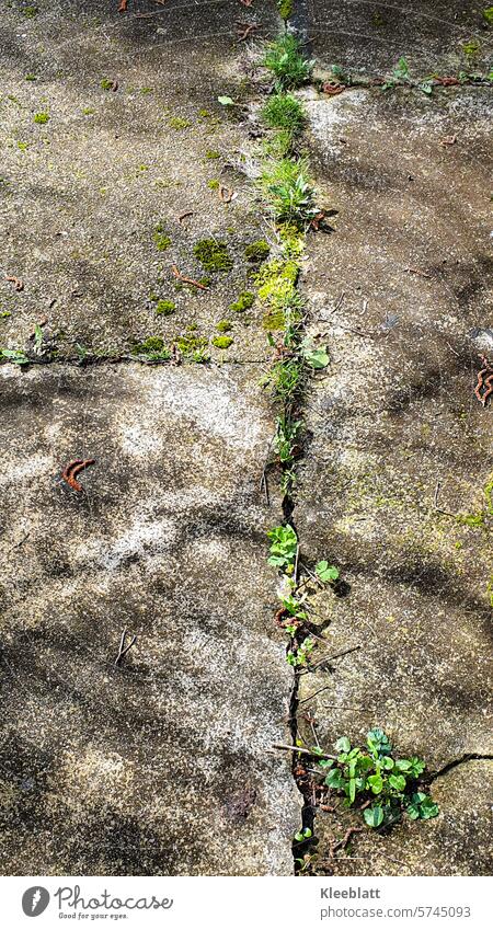 Green cracks in the path - nature paves its way Cracks in the way Nature Weed Grass Moss herbaceous Authentic Plant Growth Shade plant Shadow Old Broken Stone