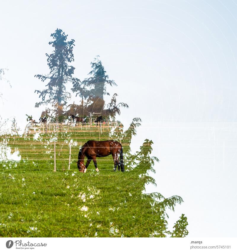 Horse pasture graze Animal Willow tree Nature Meadow Environment Grass Rural Tree Sky Double exposure Exceptional