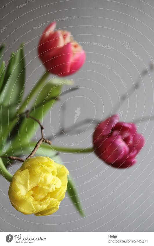 Tulips and branches II Flower Blossom Tulip blossom Bouquet Vase Spring Twig Blossoming Plant Colour photo Leaf Decoration Deserted Interior shot Close-up Red