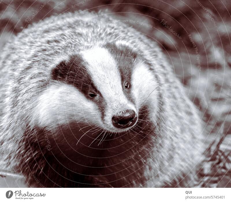 Oops, a badger during the day ... at a very unusual time Badger Marten Grimbart Mythical creature Meles Meles Mammal nocturnal Earth marten hair