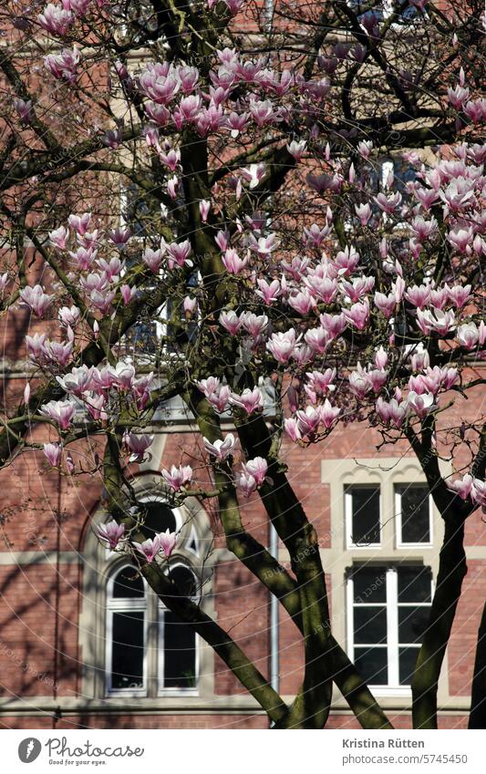 magnolia and architecture Magnolia flowers Magnolia tree blossoms light pink Pink Spring spring Facade Architecture Building Season ornamental shrub
