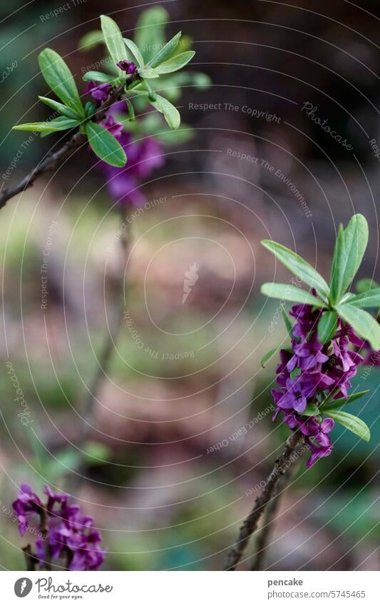 sound painting | in the forest... Daphne Plant Spring flowering plant Blossom Forest Poem Song hesse Sound painting Nature Shallow depth of field Close-up