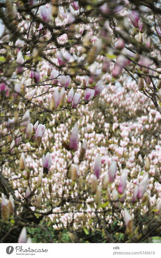 A sea of flowers: several magnolia trees full of pink blossoms. magnolias Magnolia plants Magnolia blossom Magnolia tree Blossom Spring Nature Pink Tree Plant