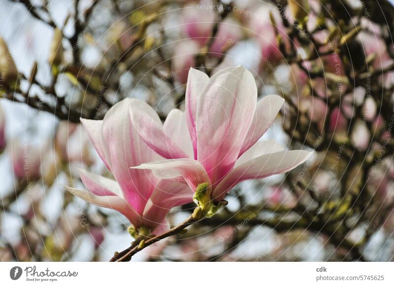 Magnolia blossom | spring is here: celebrate life! magnolias Magnolia plants blossoms Magnolia tree Blossom Spring Nature Pink Tree Plant Spring fever soft pink
