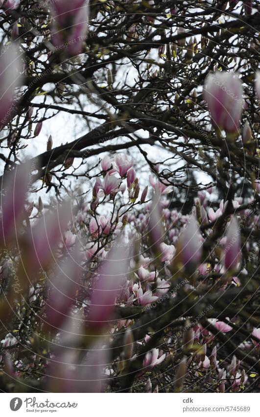 Pink magnolia blossoms between old, gnarled branches in spring. magnolias Magnolia plants Magnolia blossom Magnolia tree Blossom Spring Nature Tree Plant