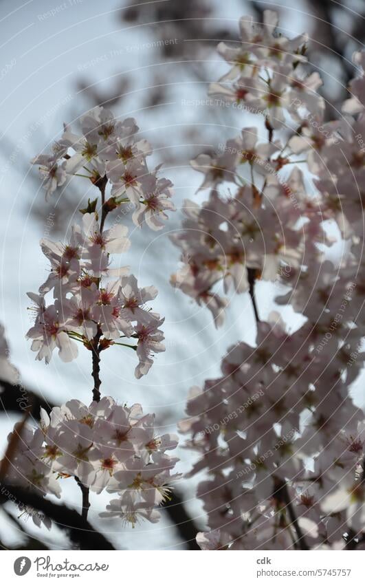 light and delicate | Cherry blossoms in spring light. Blossom Spring Nature Plant Flower Delicate Green Blossoming Garden flowers Close-up naturally pretty